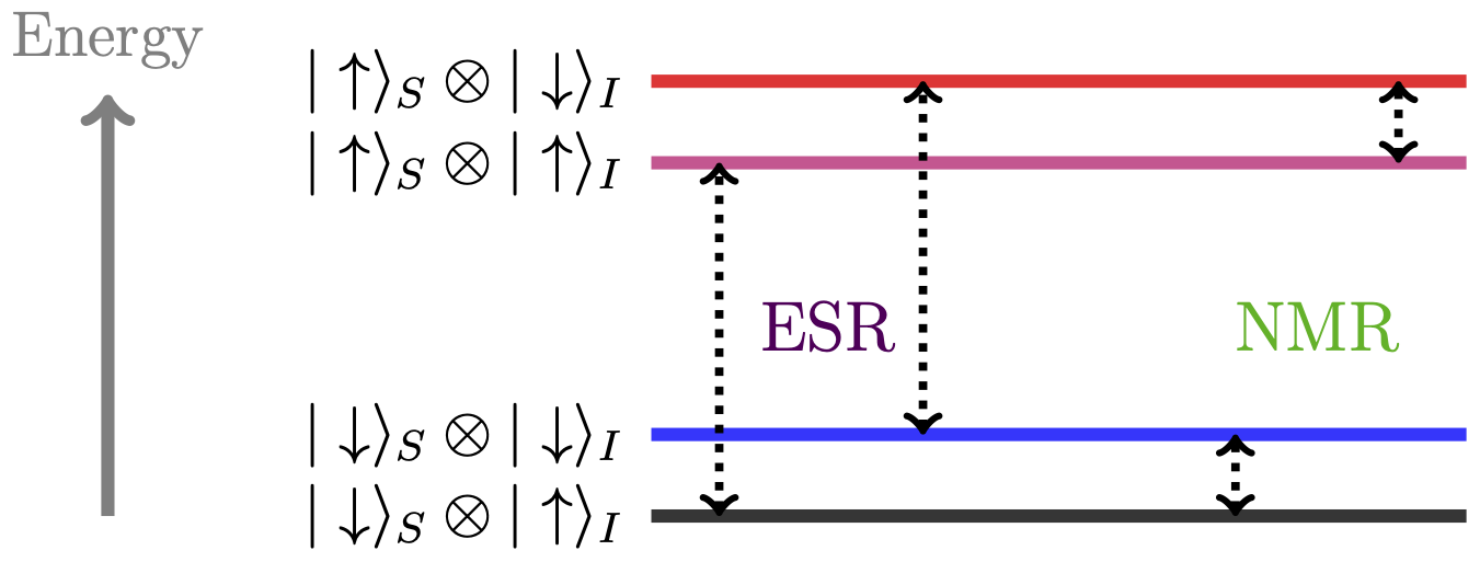 Diagram of the energy levels for an electron spin S=1/2 and a nuclear spin I=1/2, in the presence of Zeeman and hyperfine interactions. The possible transitions induced by the perturbation in Eq.\@ref(eq:Spin-Ham-pert) and discussed in the text are also indicated (selection rules). Energy gaps are not realistic.