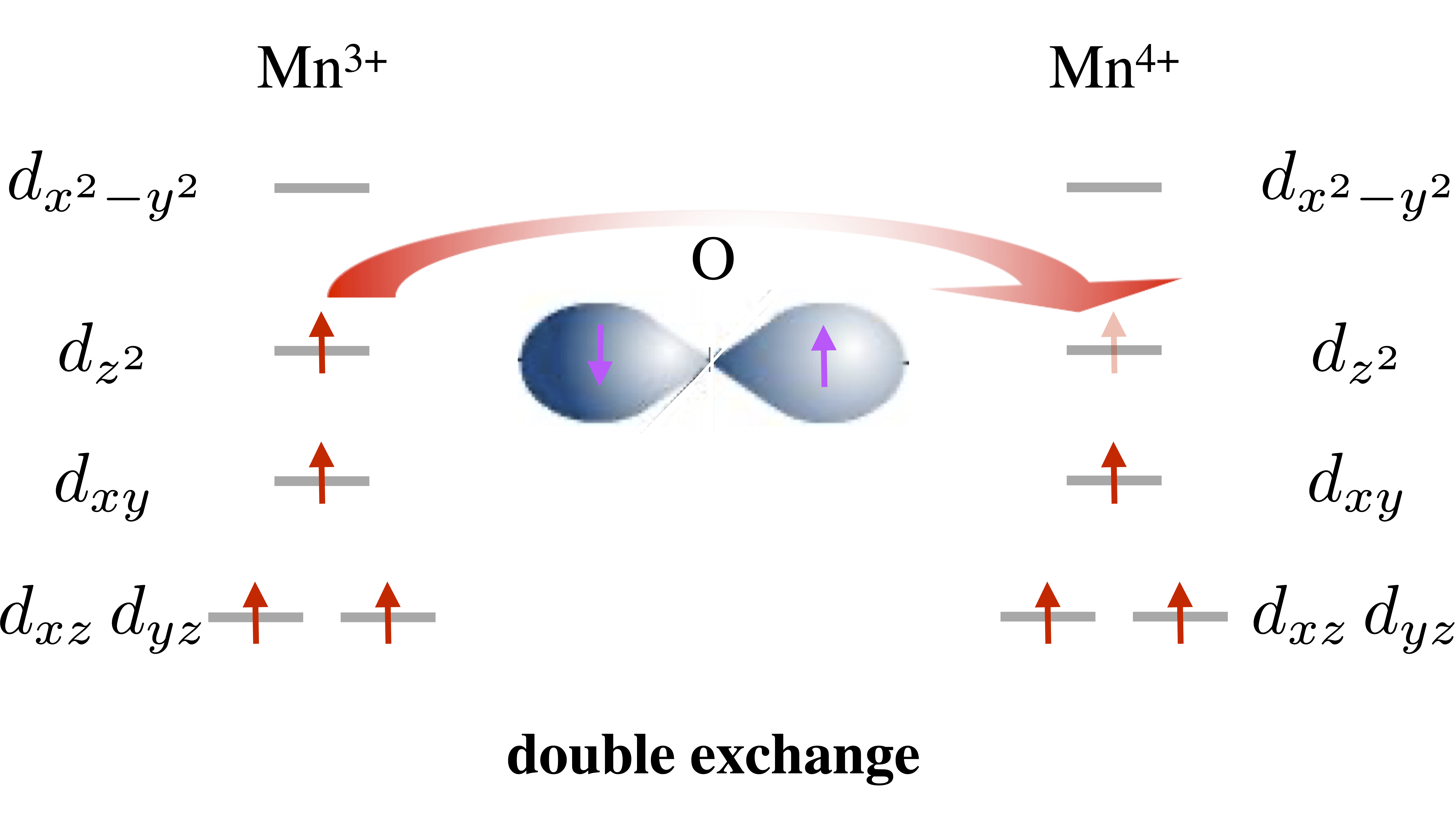 Double exchange mechanism in  Mn$^{3+}$ and  Mn$^{4+}$ mediated by the electron-transfer process (read bent arrow).